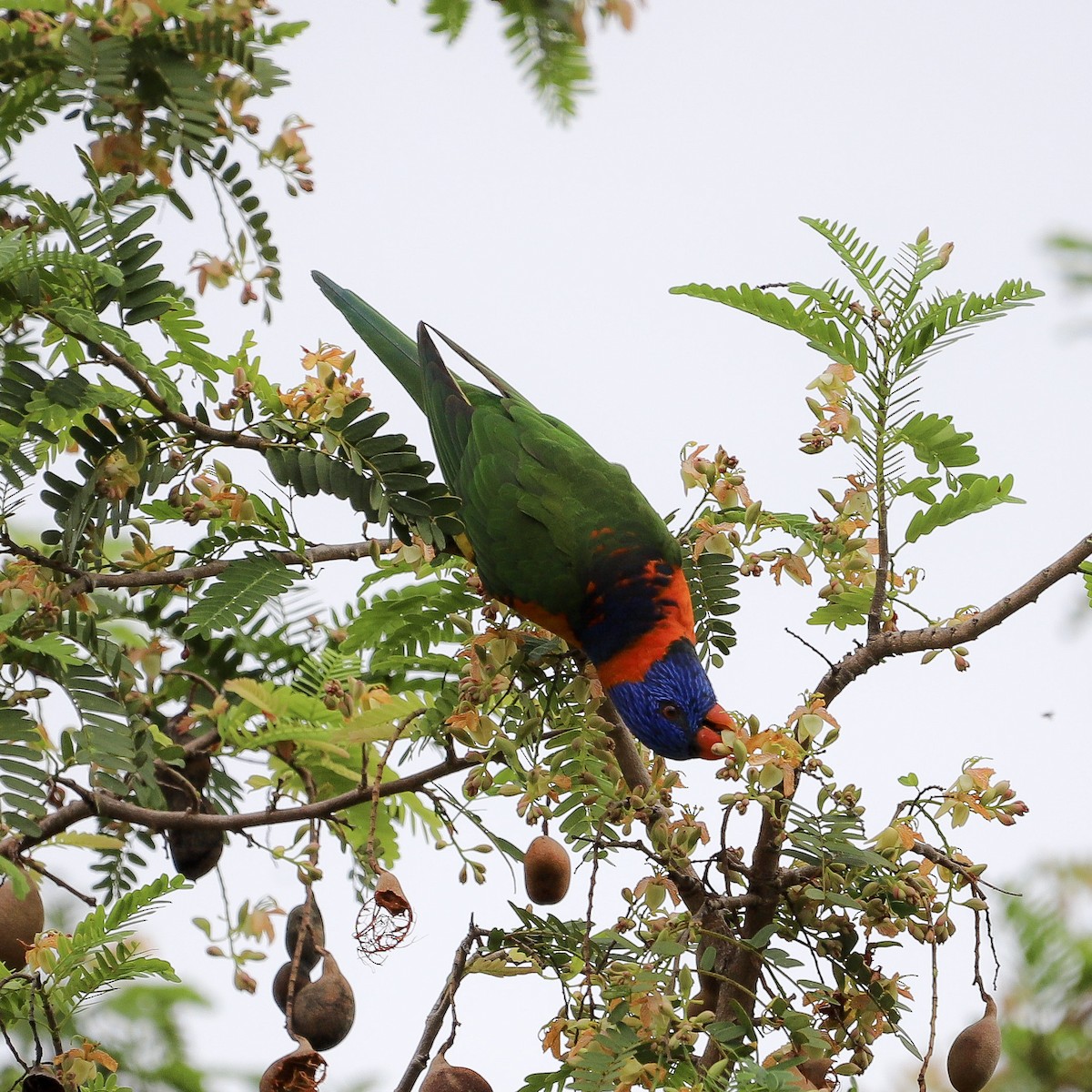 Red-collared Lorikeet - ML646569624