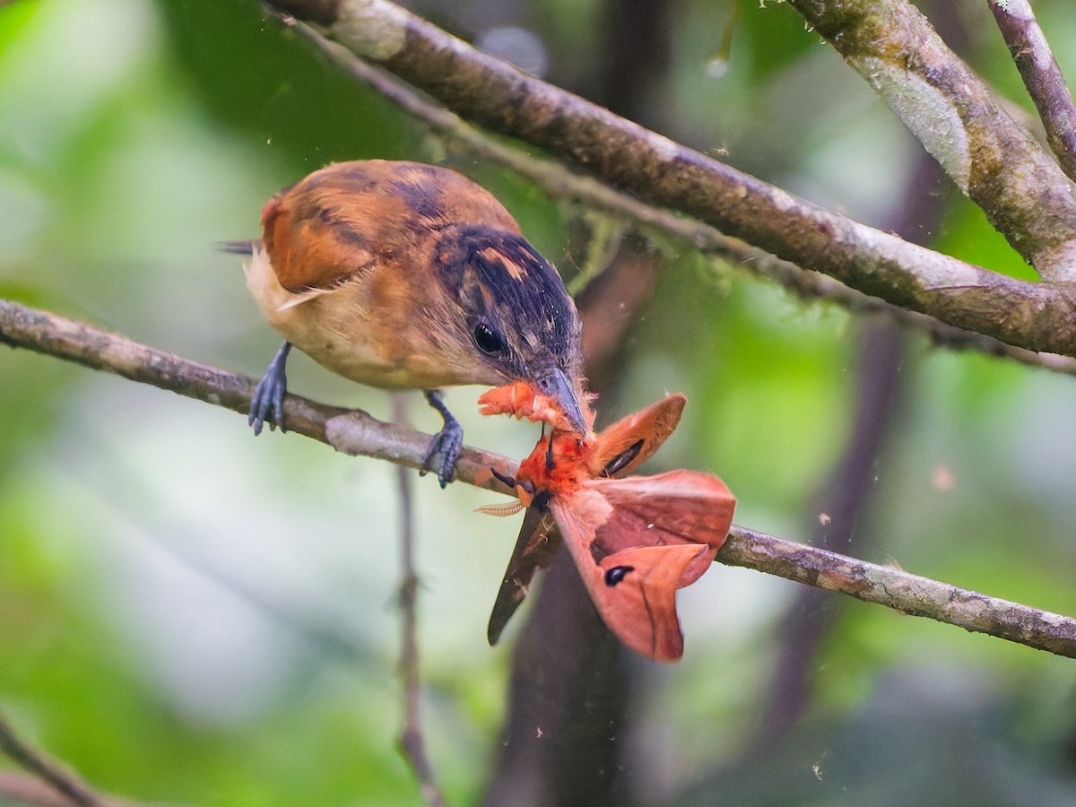 One-colored Becard - ML646569628