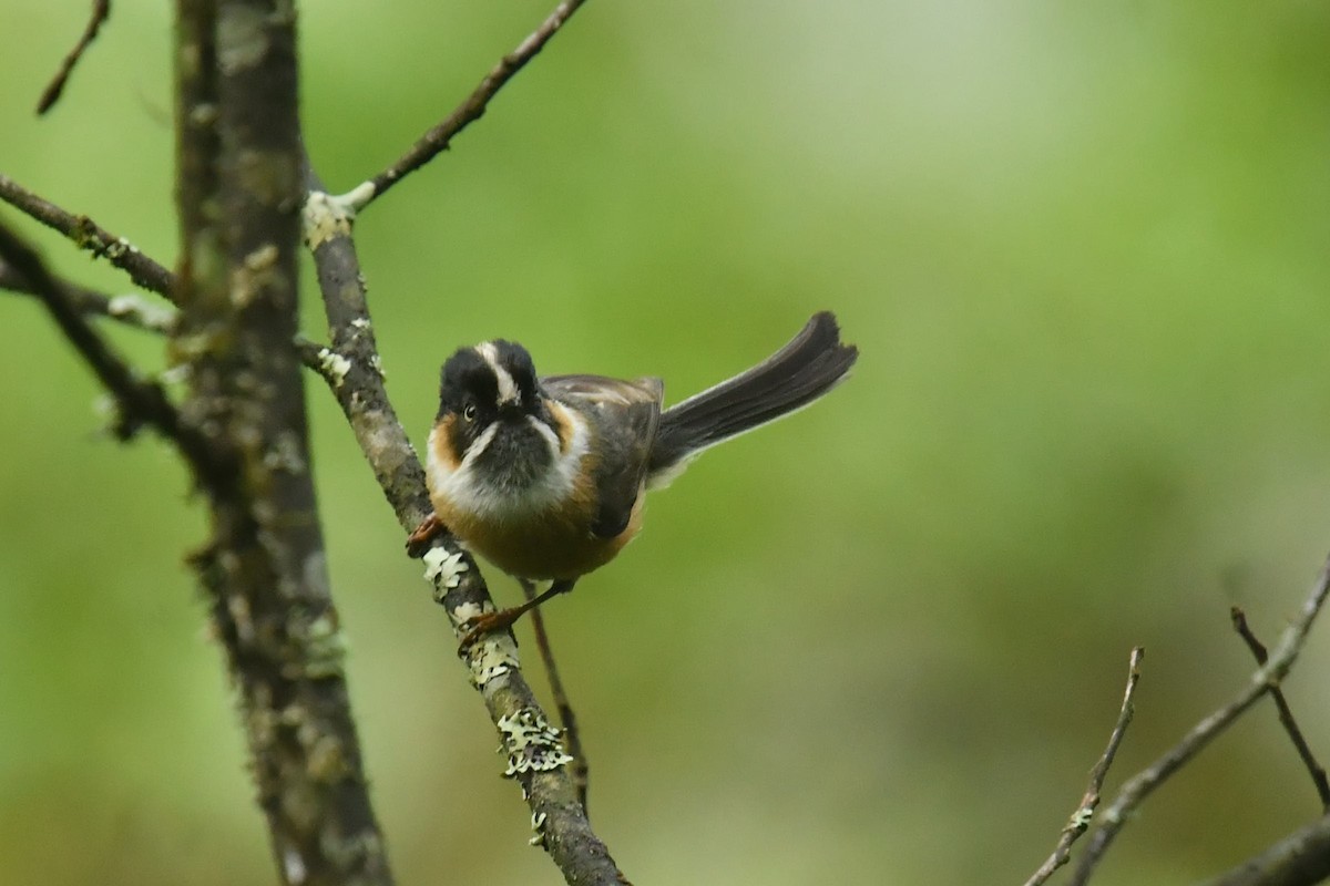 Black-browed Tit (Black-browed) - ML646569629