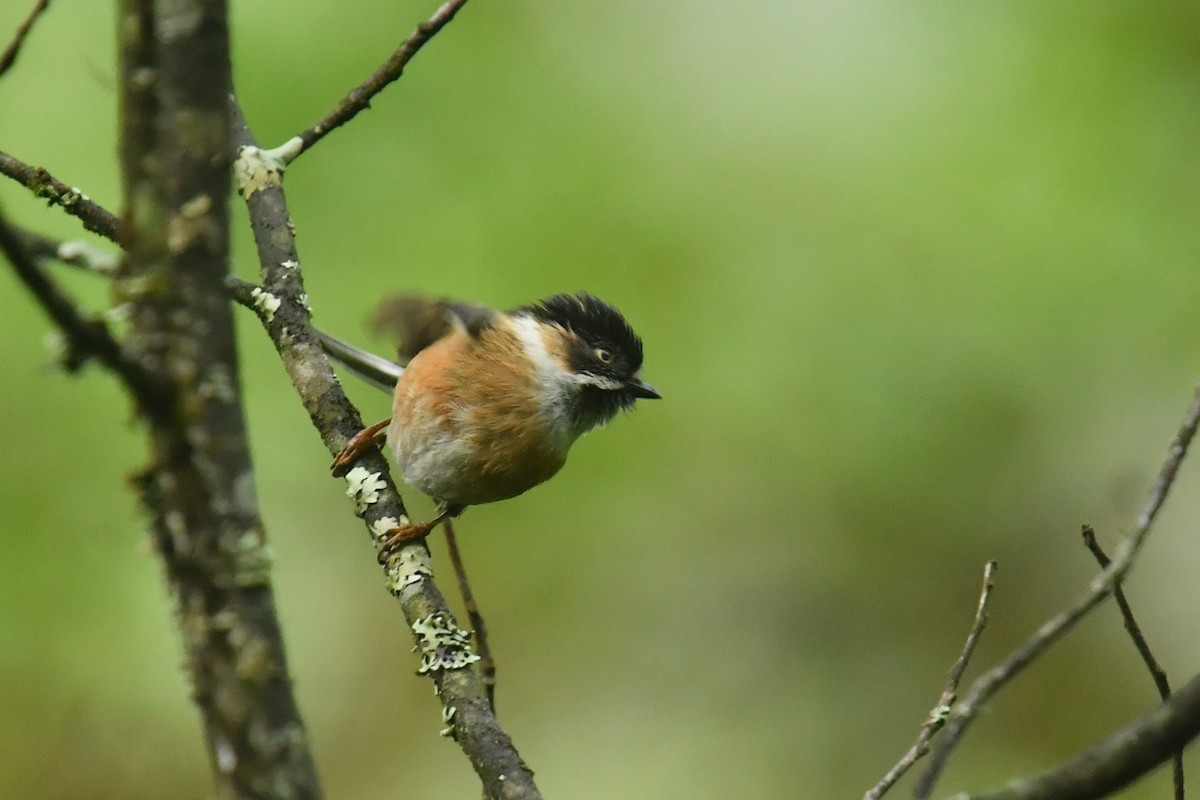 Black-browed Tit (Black-browed) - ML646569630