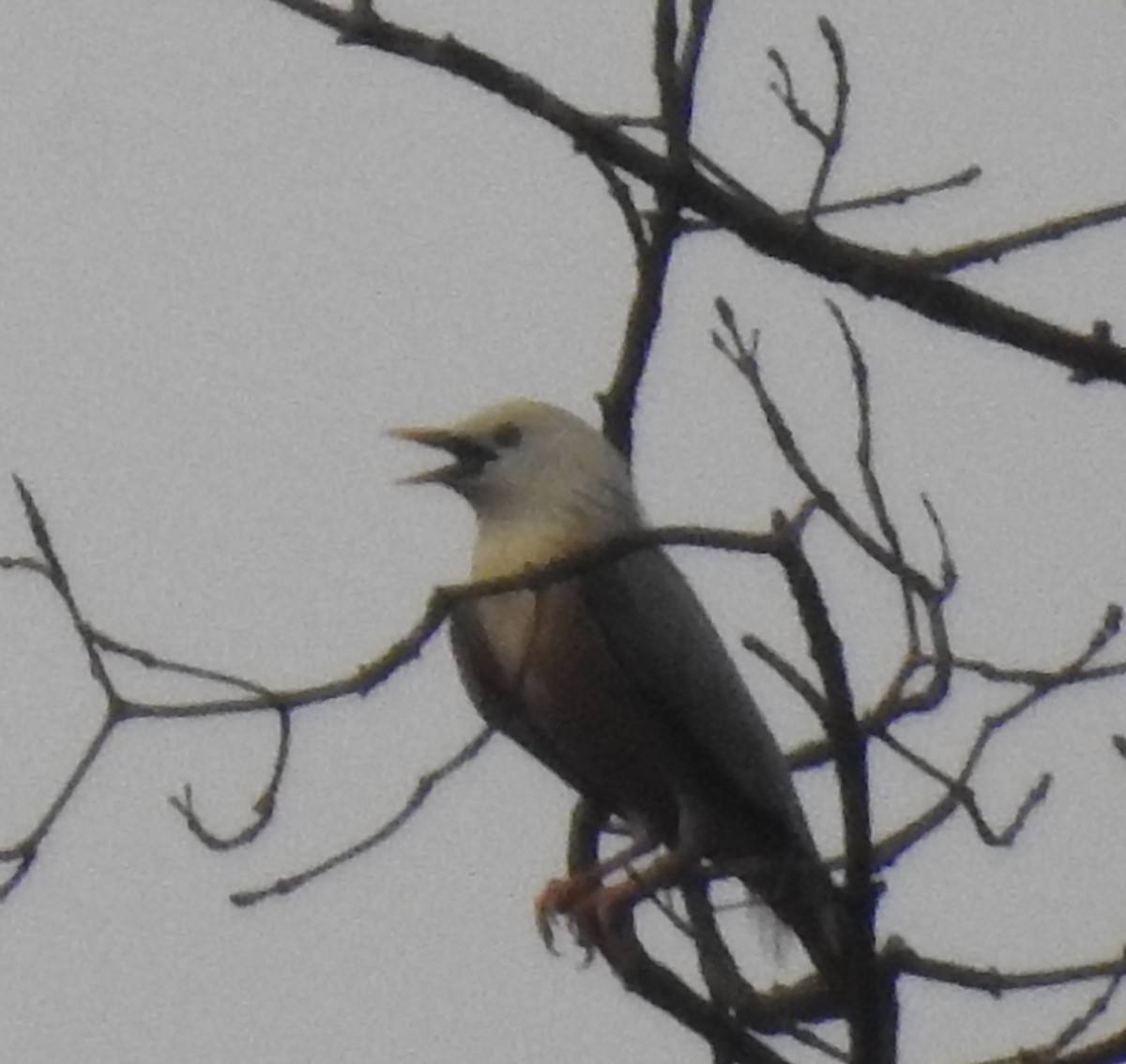 Estornino de Blyth - ML646569639