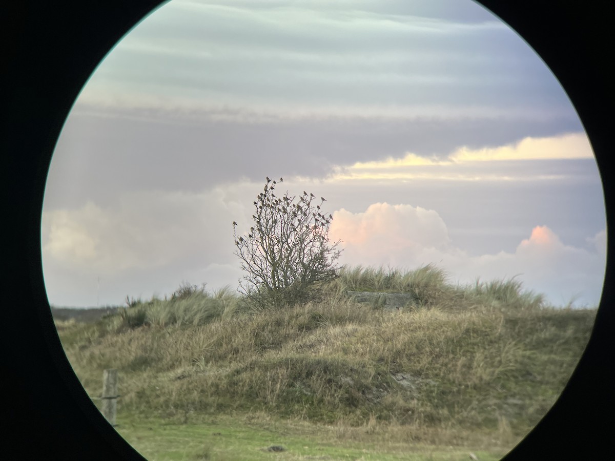 Zorzal Real - ML646569645