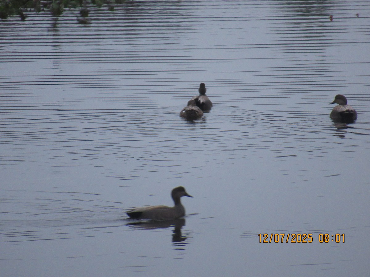 Gadwall - ML646569652