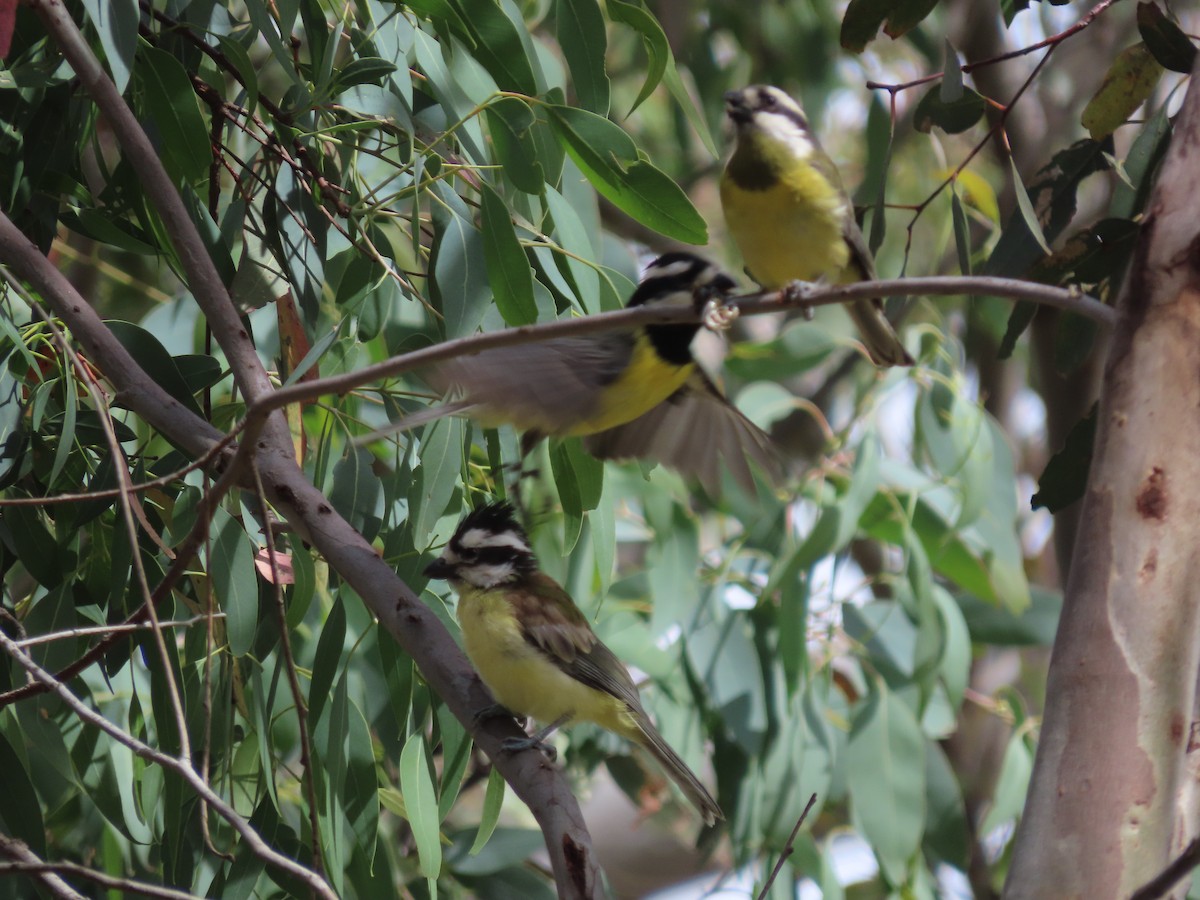 Eastern Shrike-tit - ML646569655