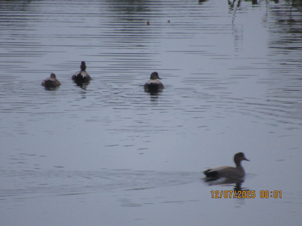 Gadwall - ML646569662