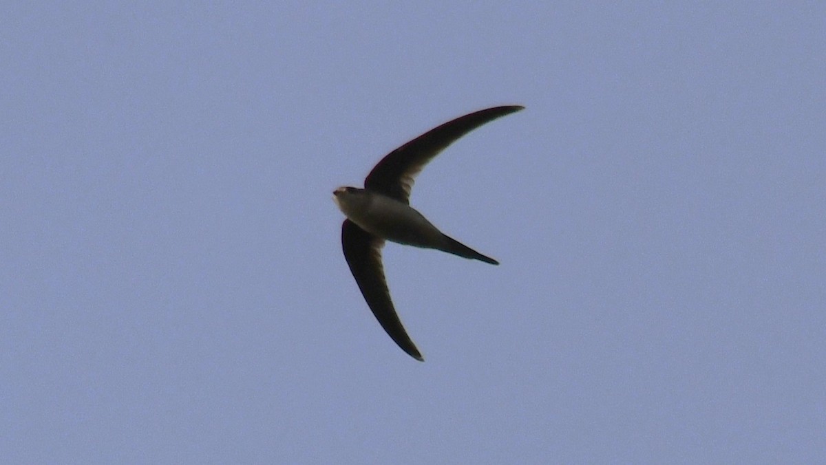 asiapalmeseiler - ML646569663