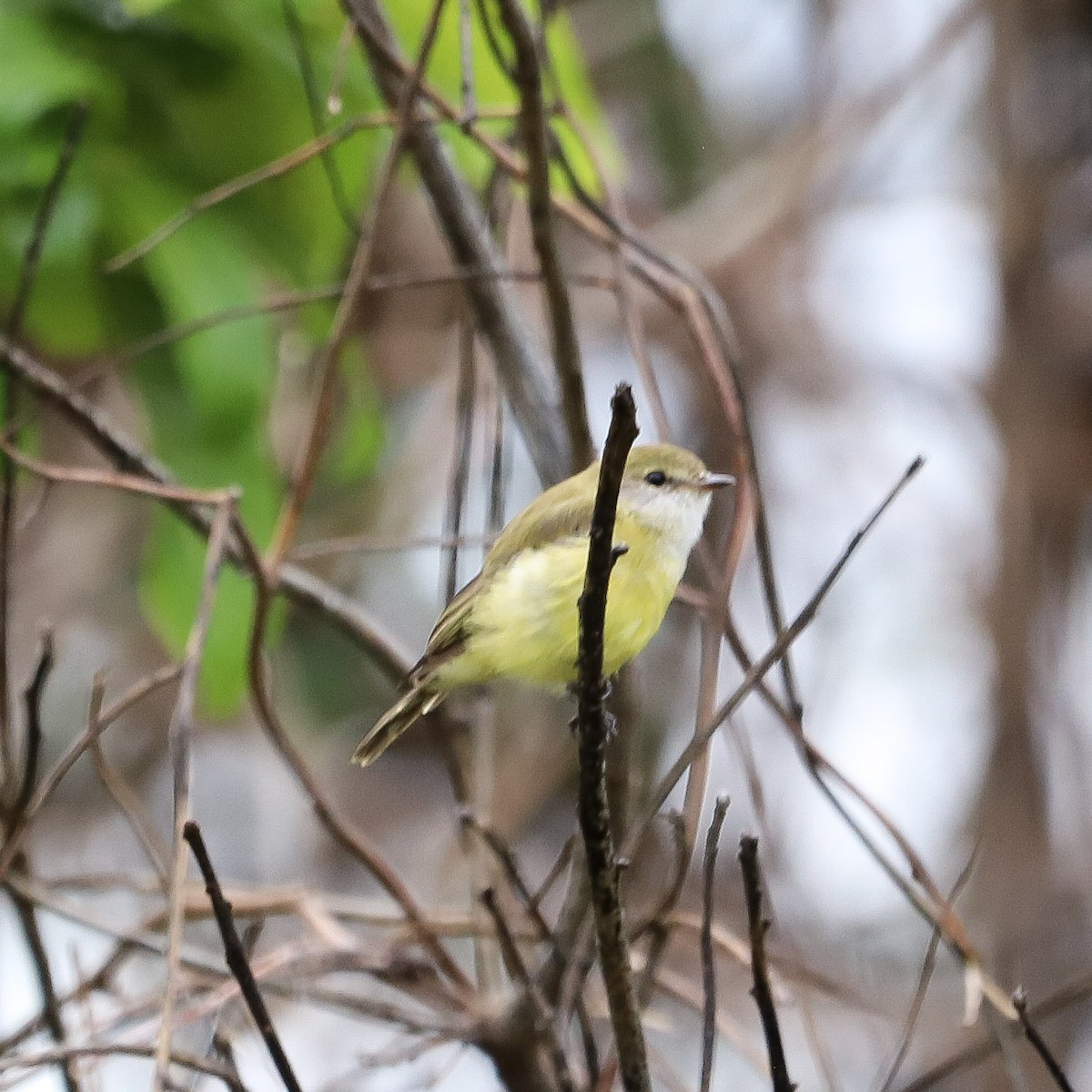 Lemon-bellied Flyrobin - ML646569664