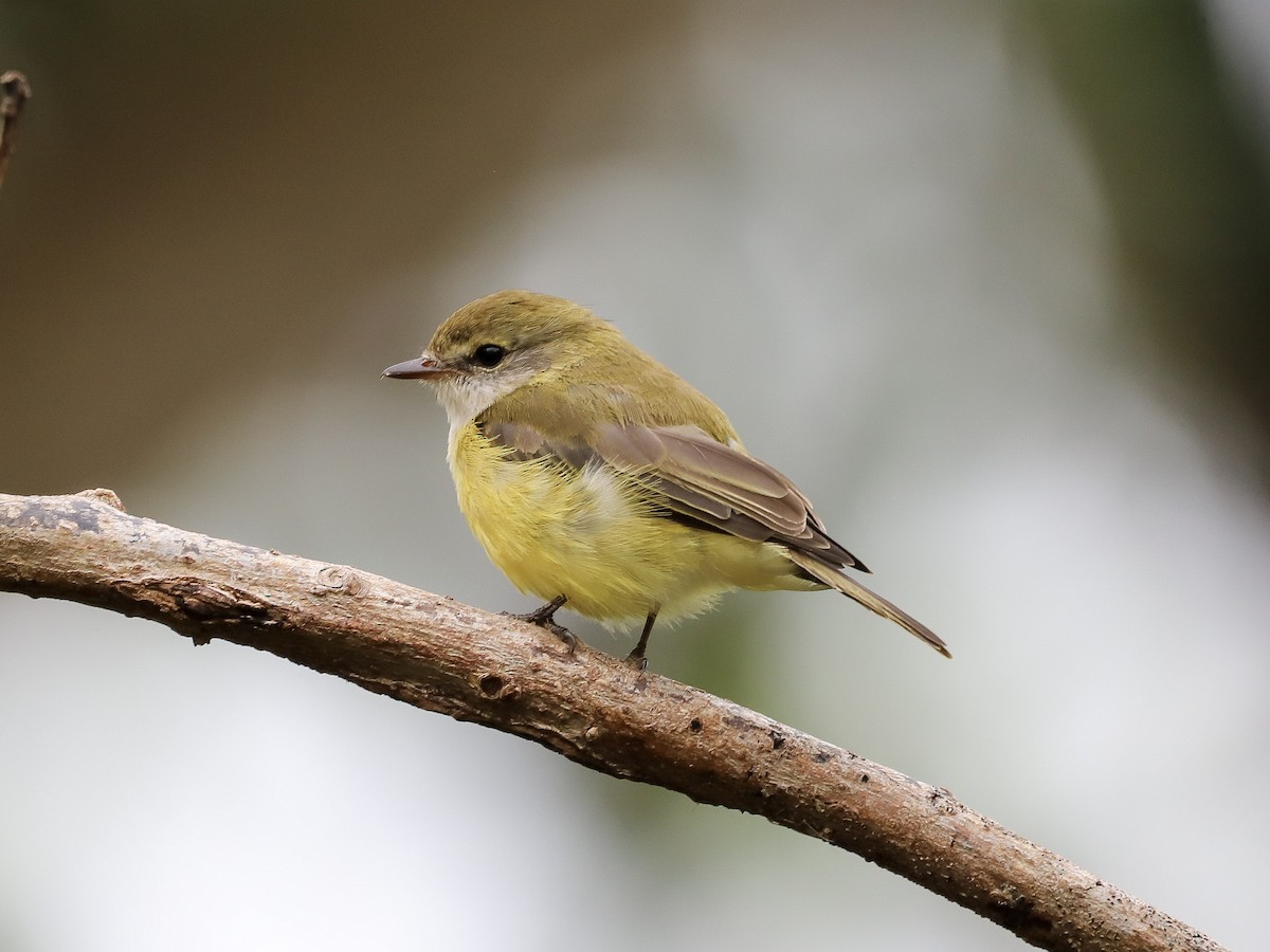 Lemon-bellied Flyrobin - ML646569665
