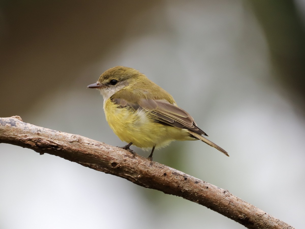 Lemon-bellied Flyrobin - ML646569666