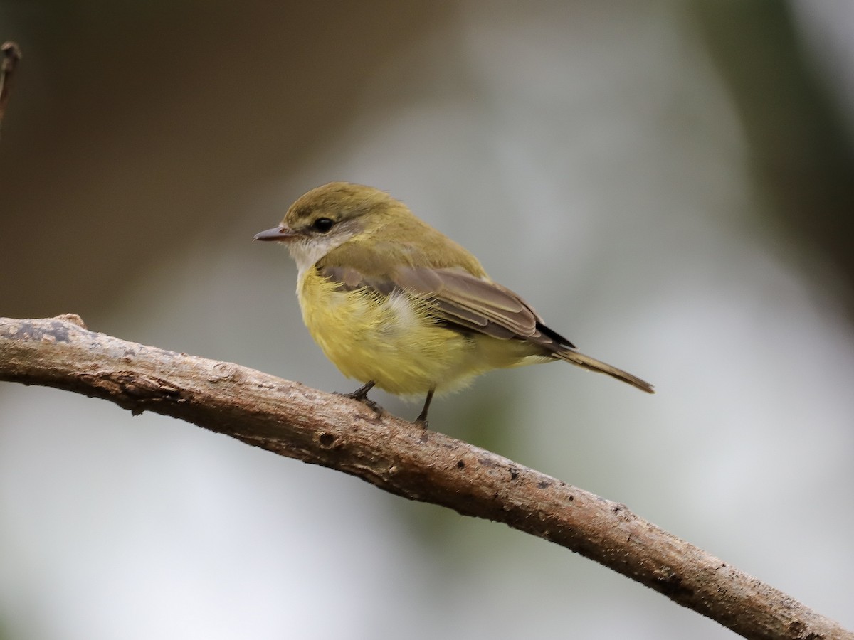 Lemon-bellied Flyrobin - ML646569667