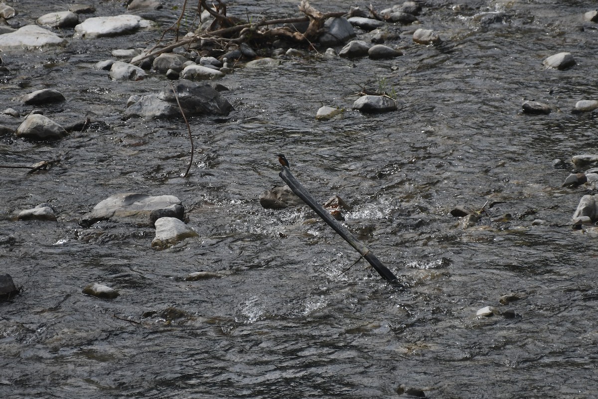 カワセミ（atthis グループ） - ML646569668