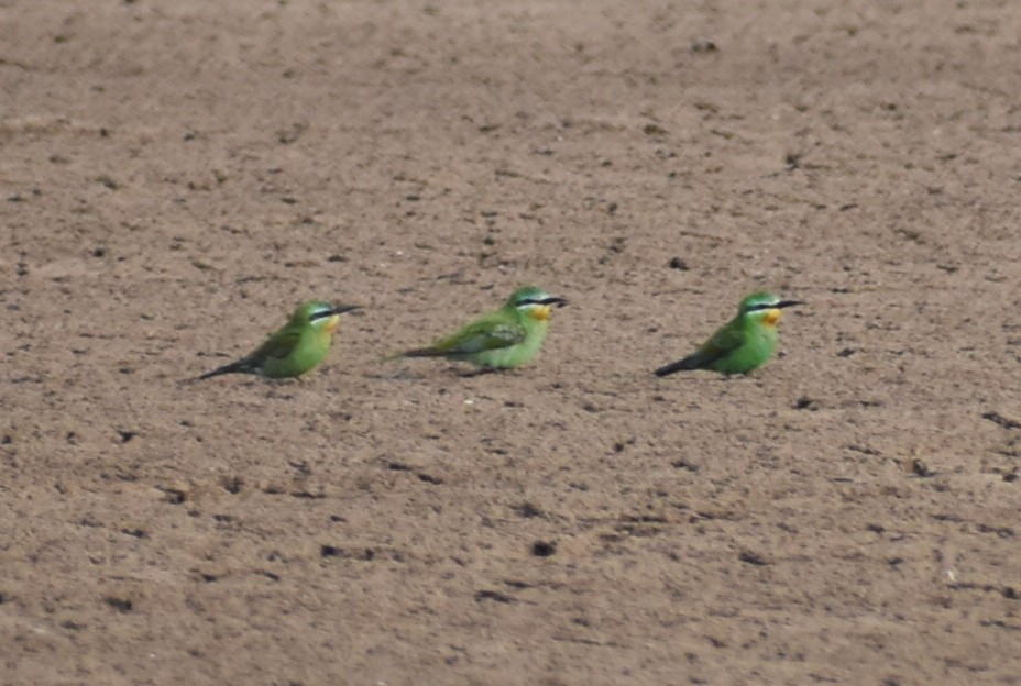 שרקרק ירוק - ML646569678