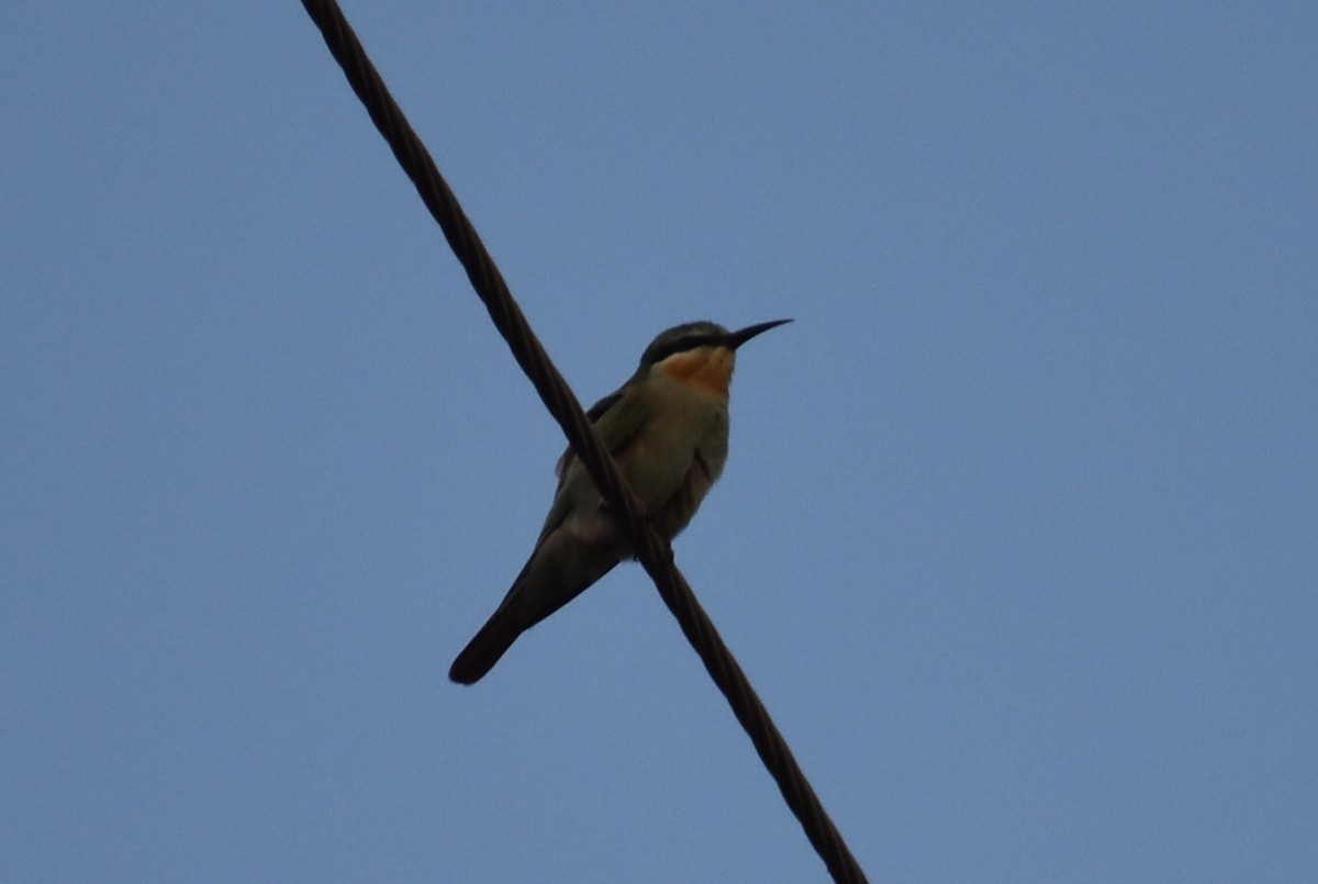 שרקרק ירוק - ML646569679