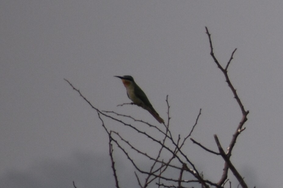 שרקרק ירוק - ML646569680