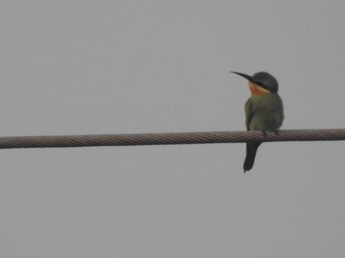 שרקרק ירוק - ML646569682