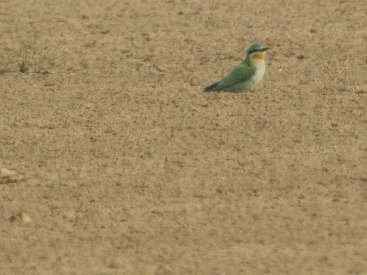 שרקרק ירוק - ML646569683