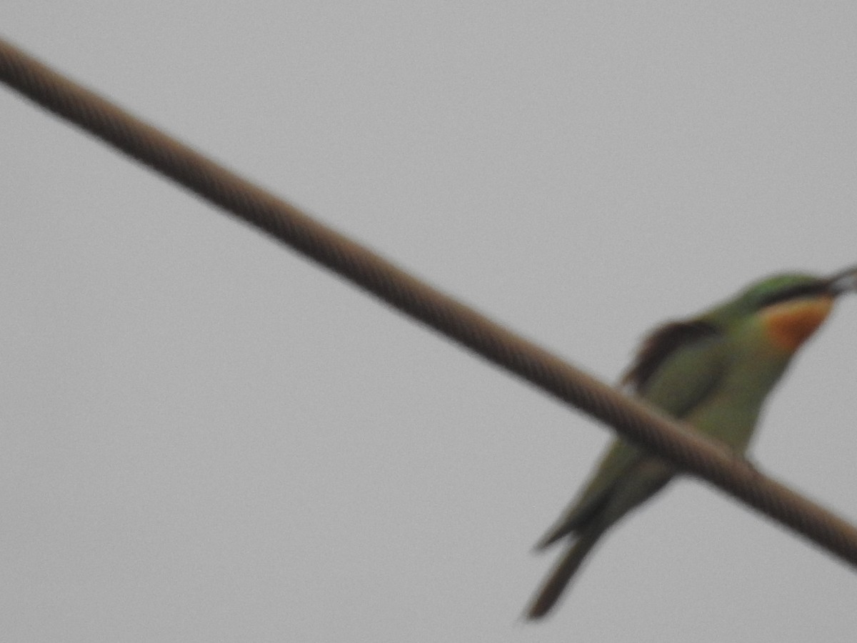 שרקרק ירוק - ML646569684