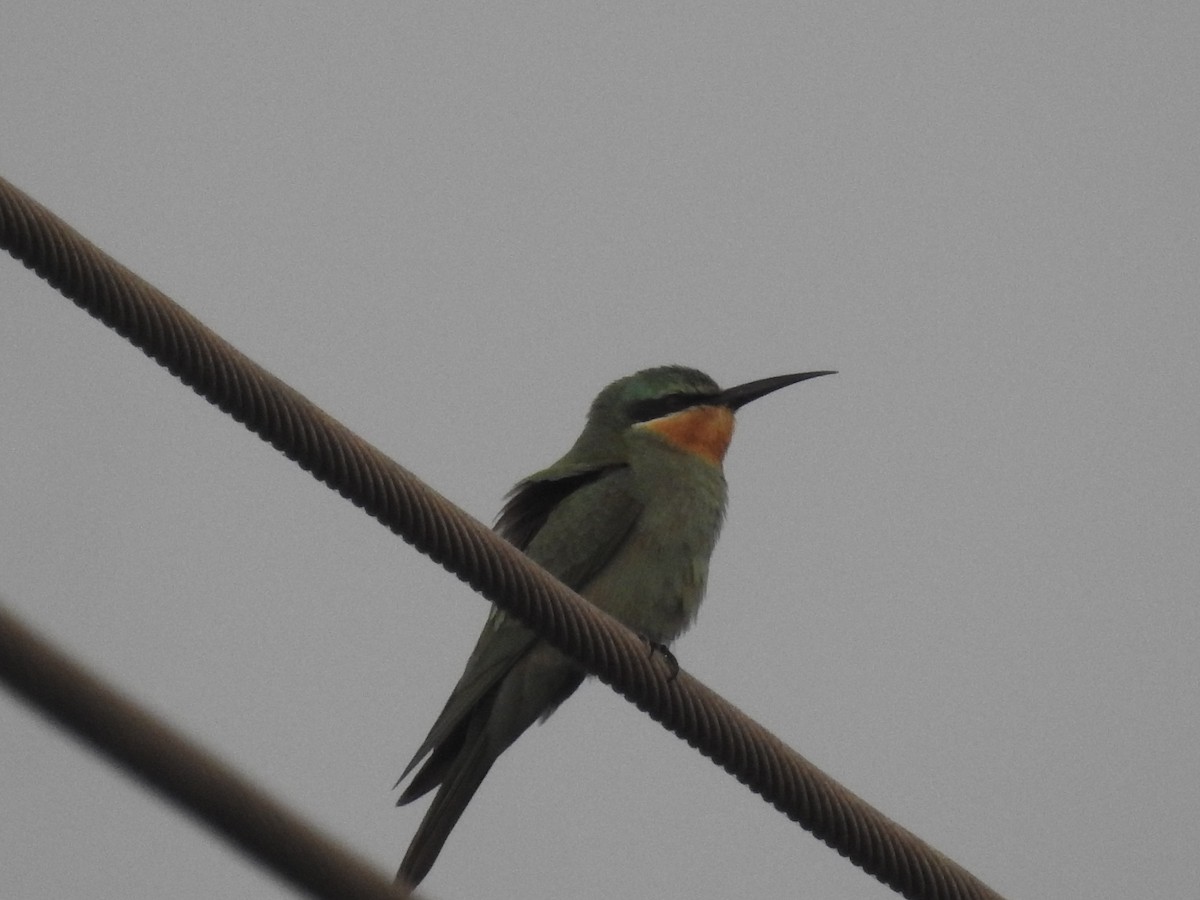 שרקרק ירוק - ML646569685
