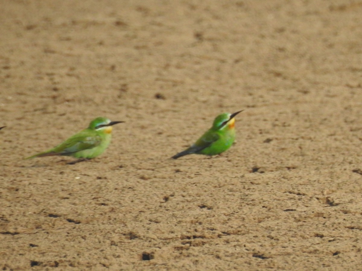 שרקרק ירוק - ML646569686