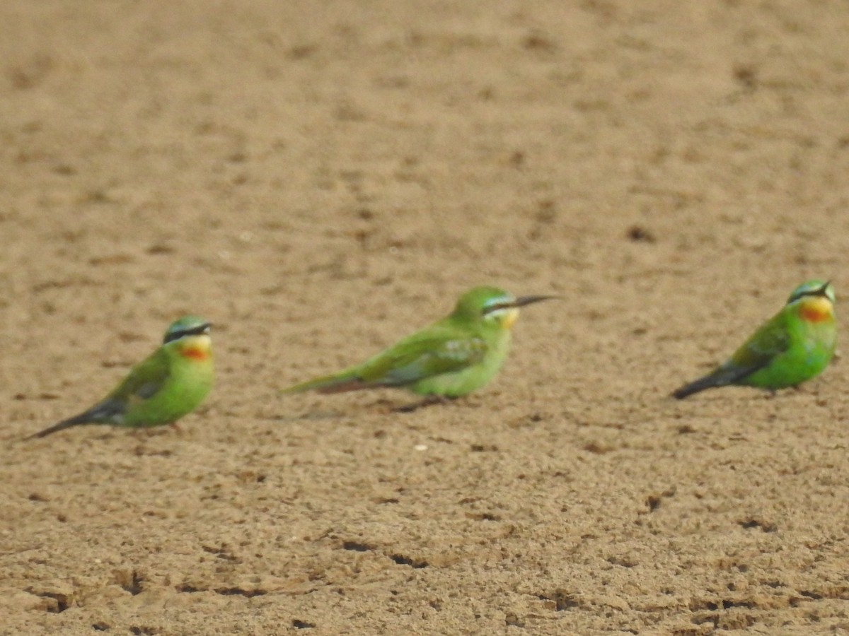 שרקרק ירוק - ML646569687