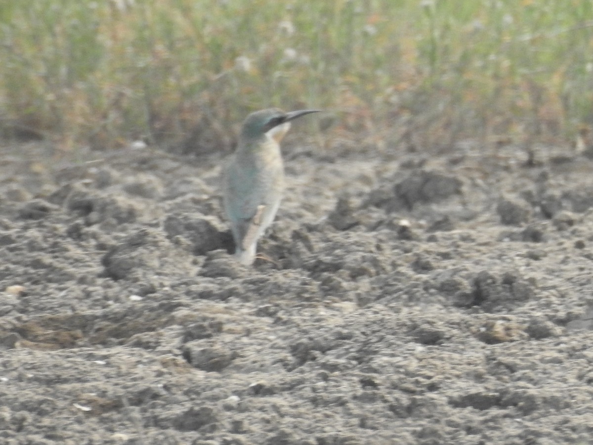 שרקרק ירוק - ML646569691