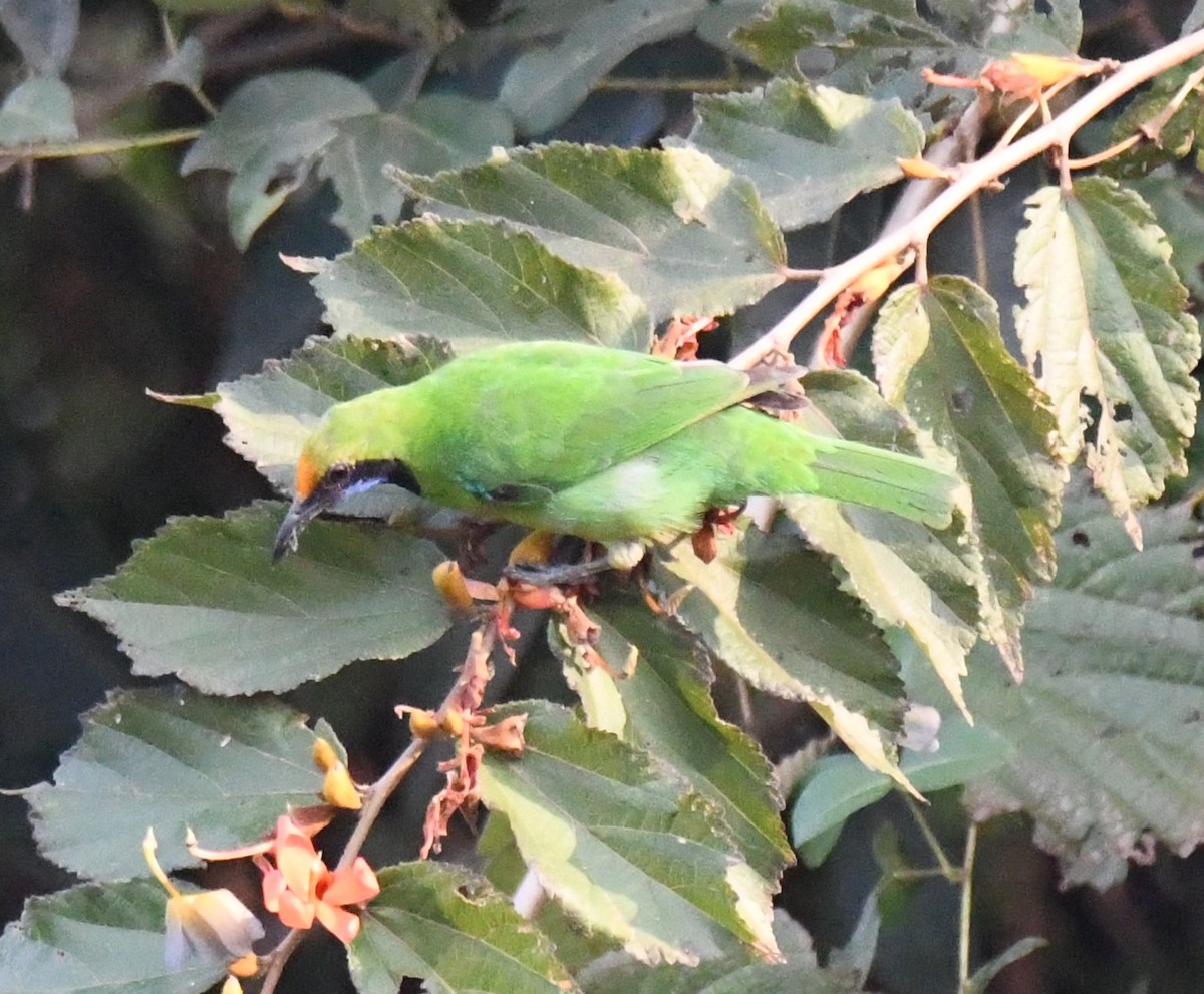 Golden-fronted Leafbird - ML646569693