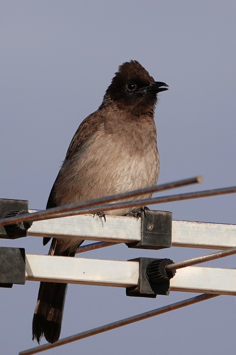 アフリカヒヨドリ - ML646569696