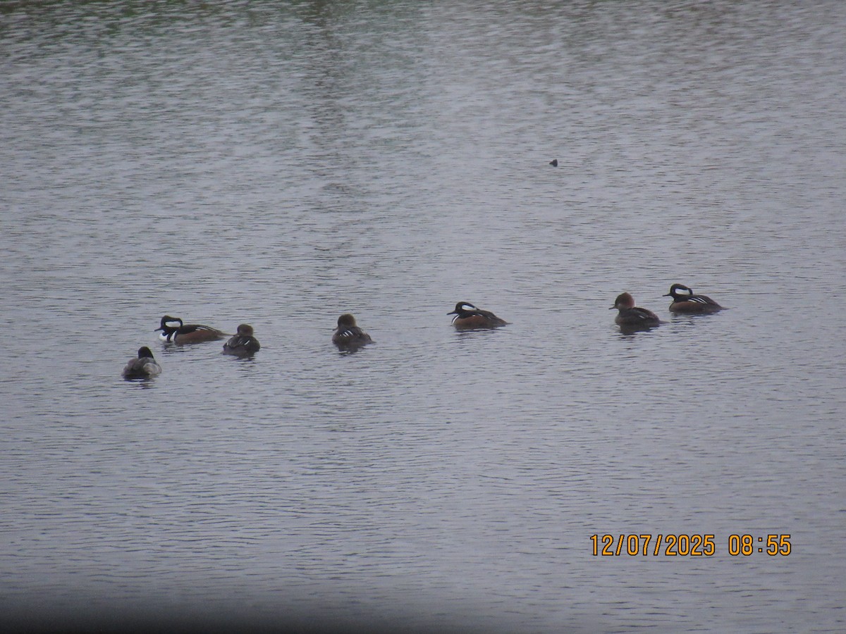 Hooded Merganser - ML646569697
