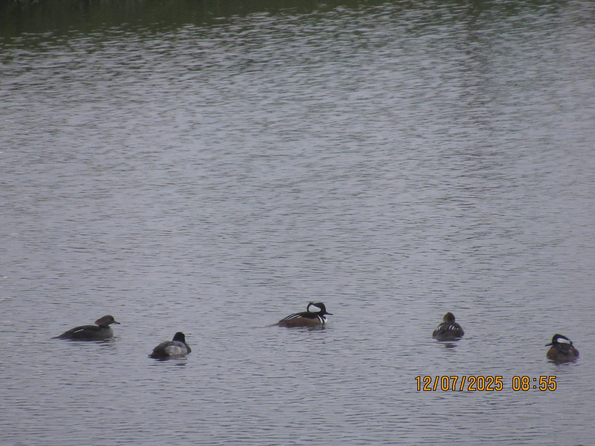 Hooded Merganser - ML646569698