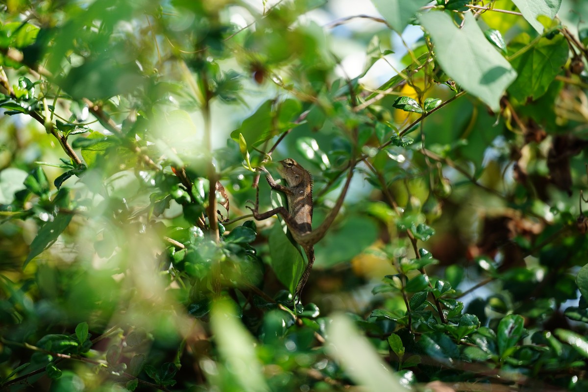 Oriental Garden Lizard - ML646569700