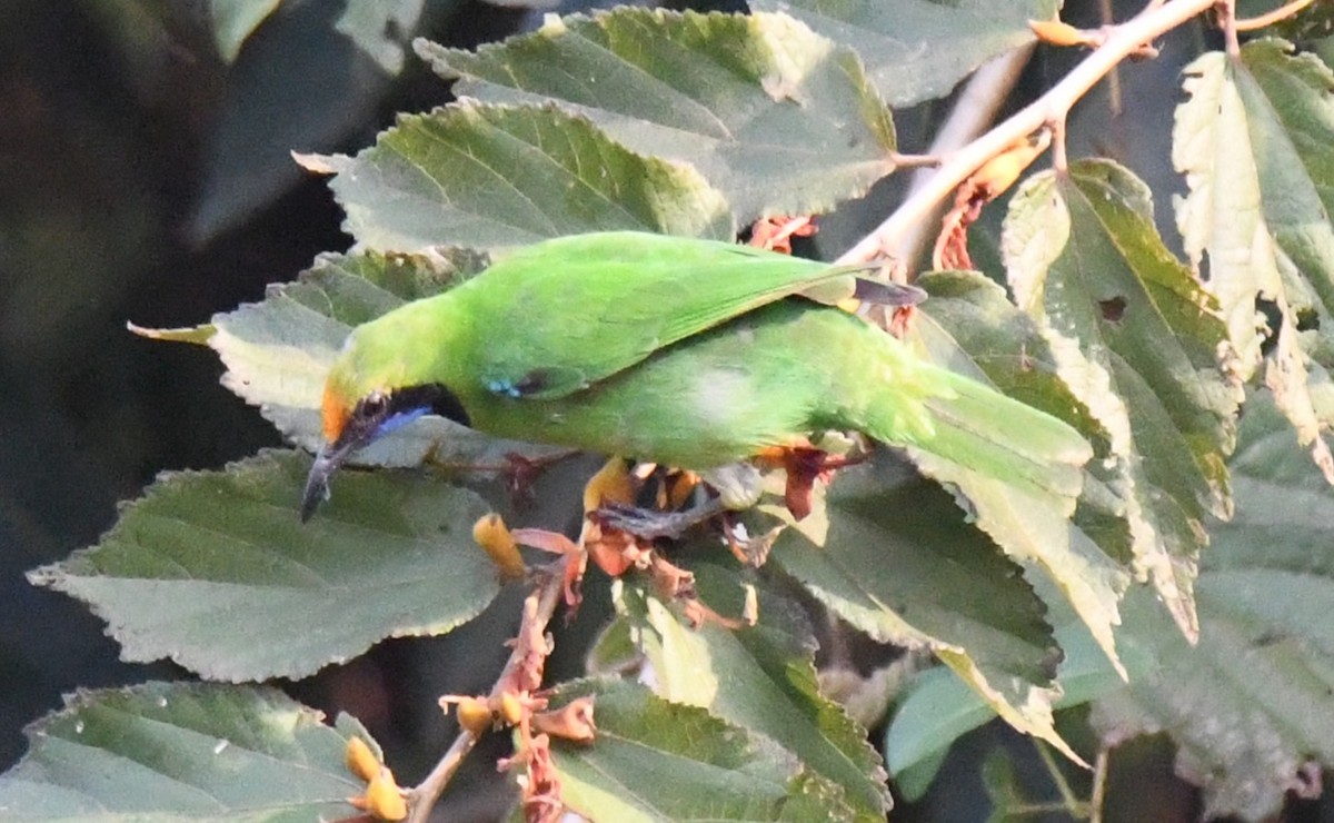 Golden-fronted Leafbird - ML646569704