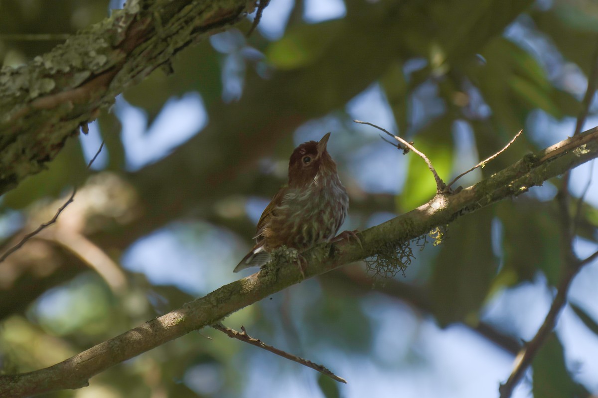 シマドリ - ML646569705