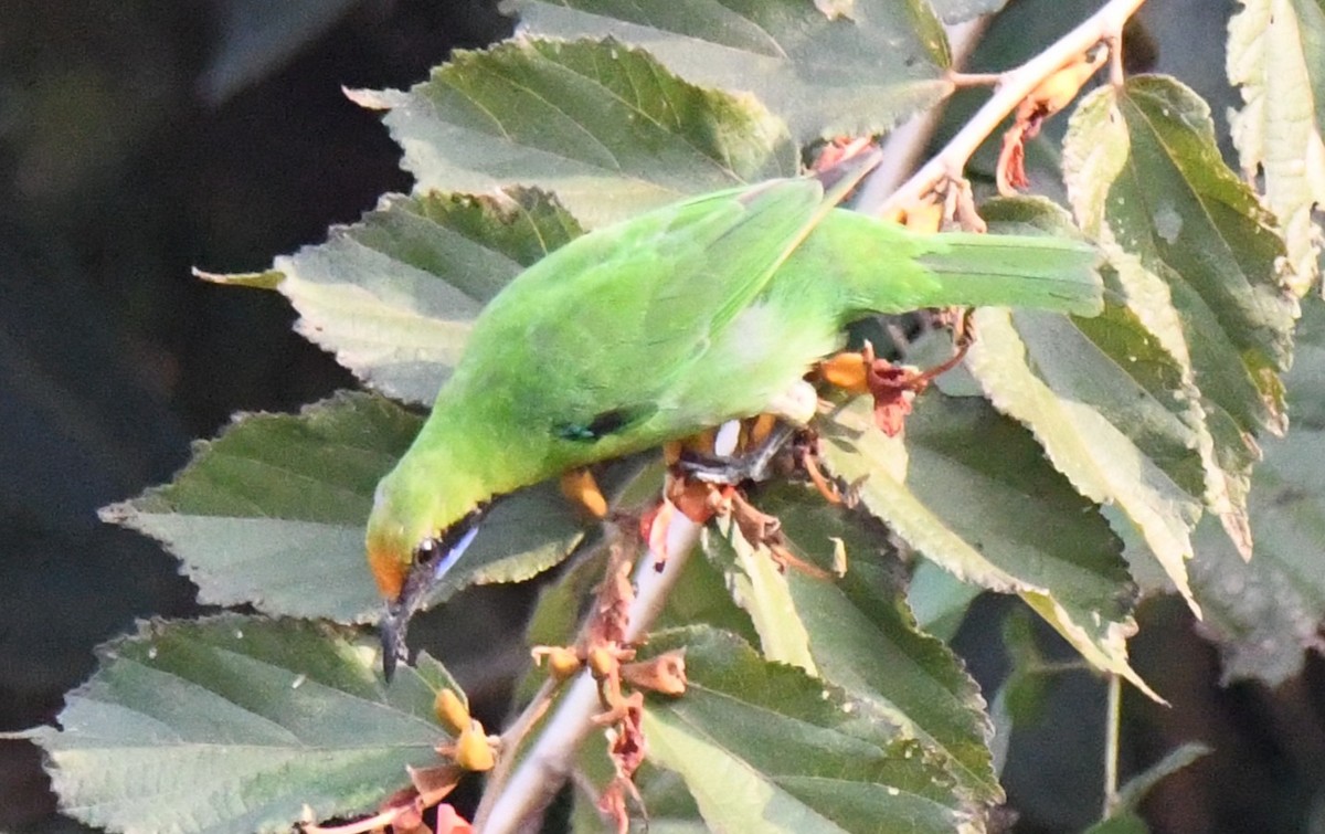 Golden-fronted Leafbird - ML646569707