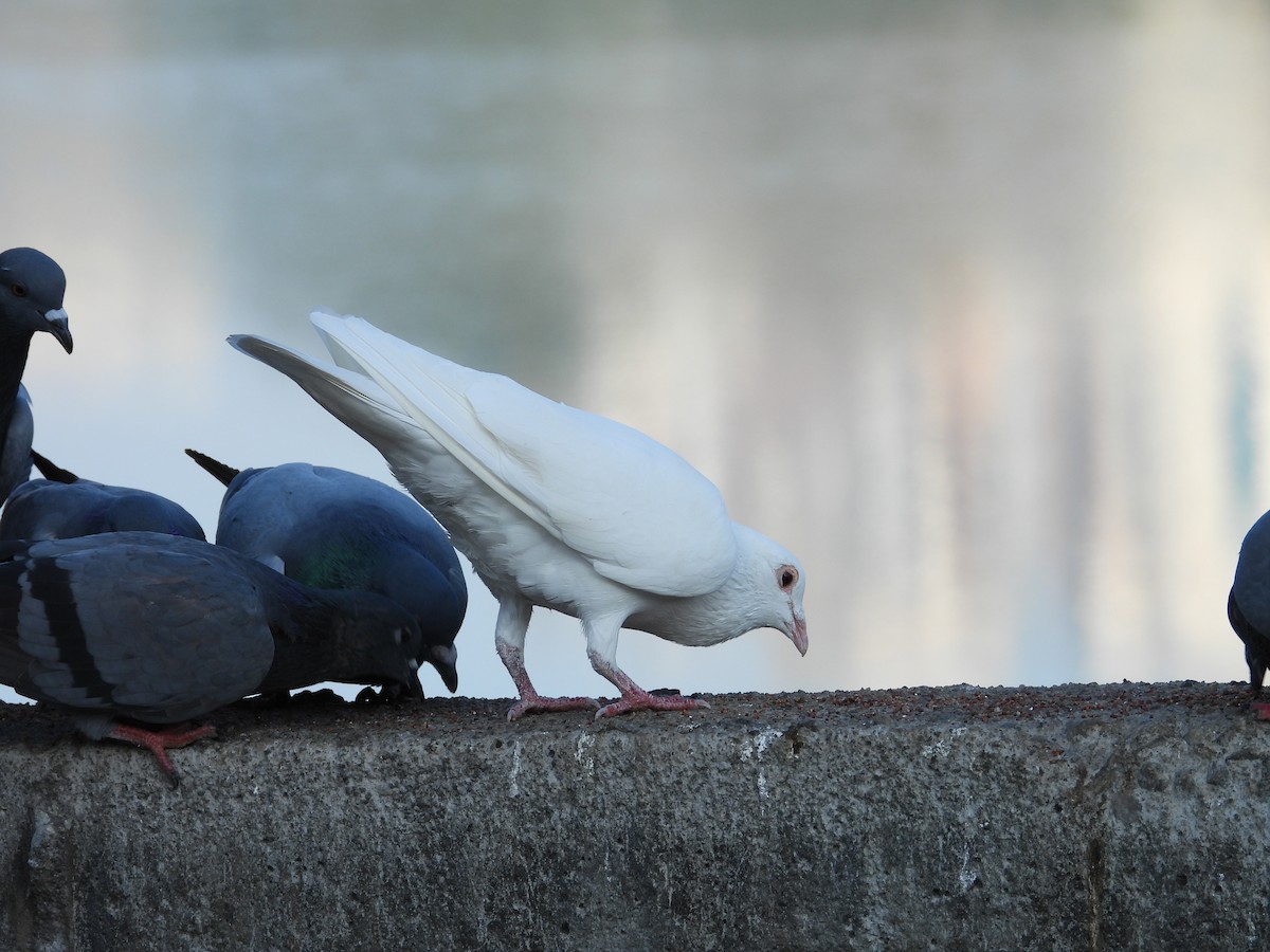Rock Pigeon (Feral Pigeon) - ML646569708