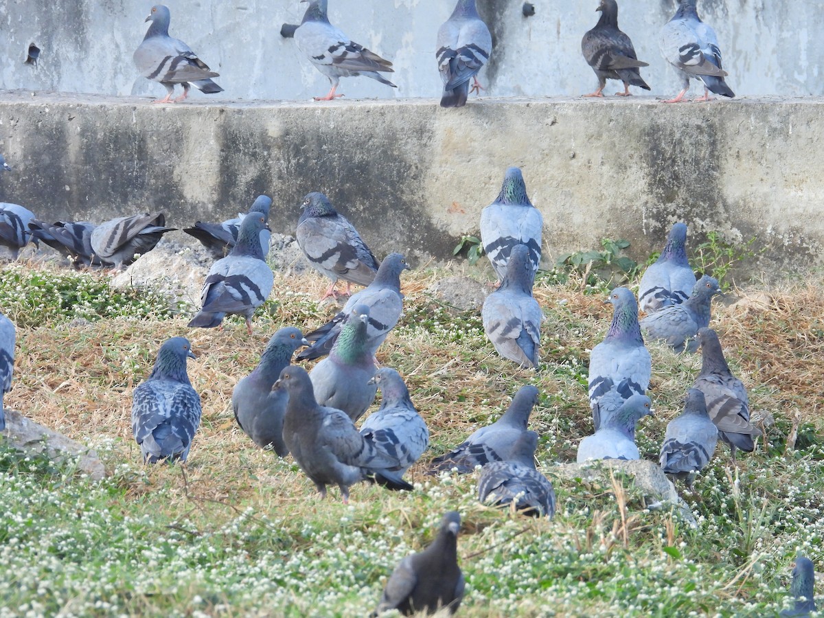 Felsentaube (Straßentaube) - ML646569709