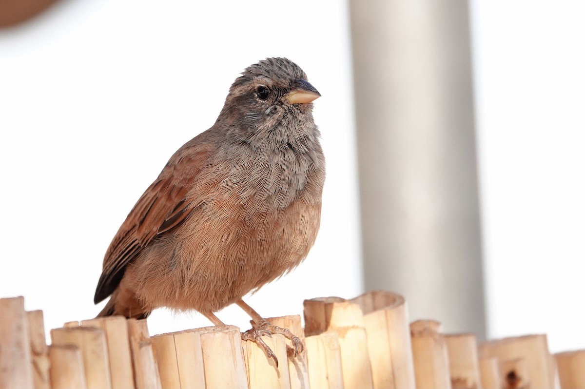 イエホオジロ - ML646569722