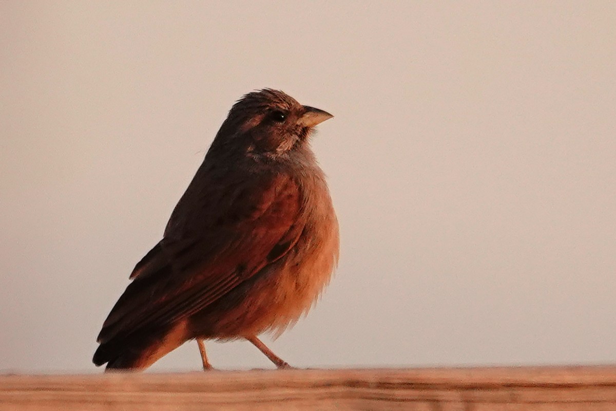 Hausammer - ML646569723