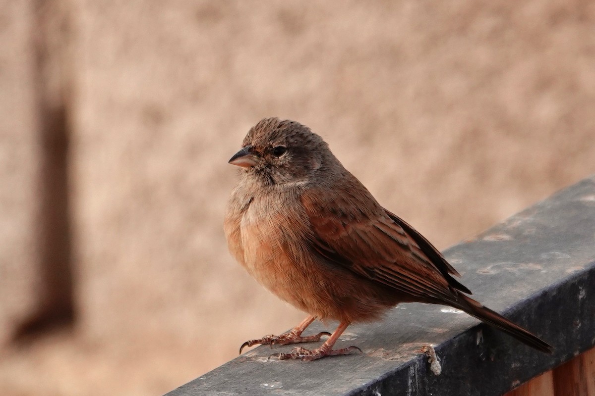 イエホオジロ - ML646569724