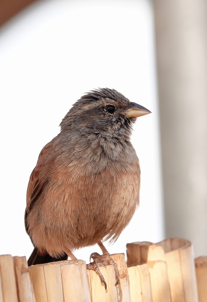 イエホオジロ - ML646569725