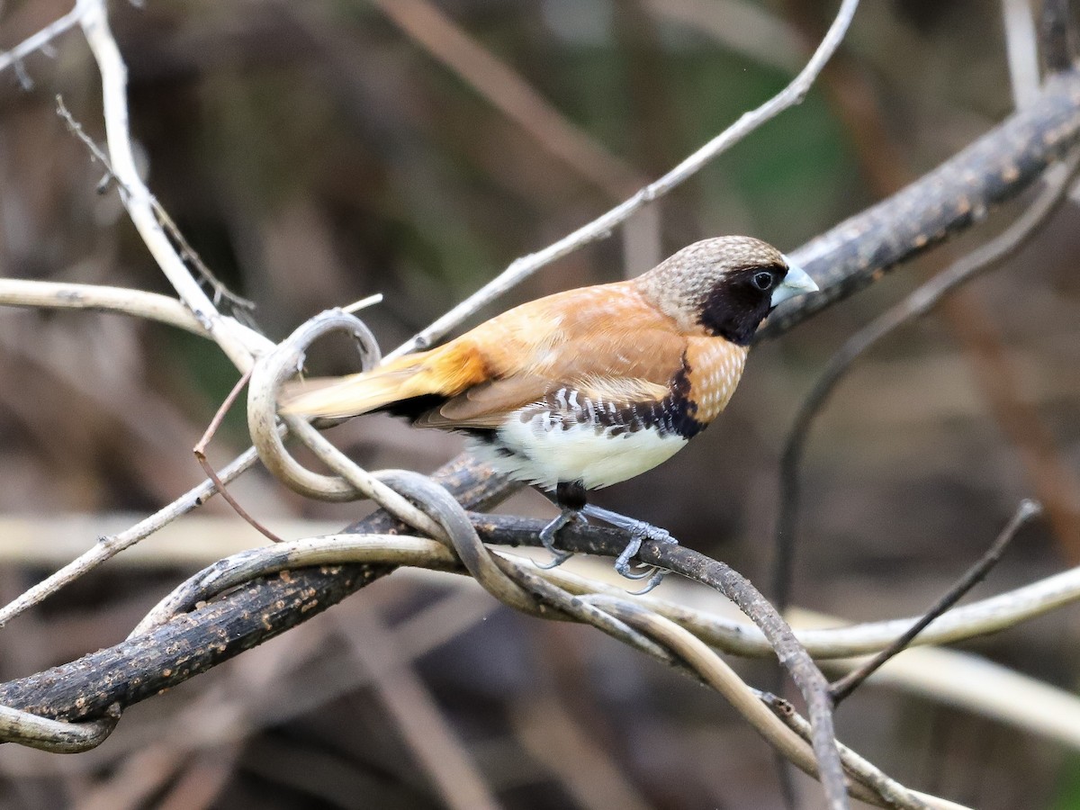 Braunbrustnonne - ML646569727