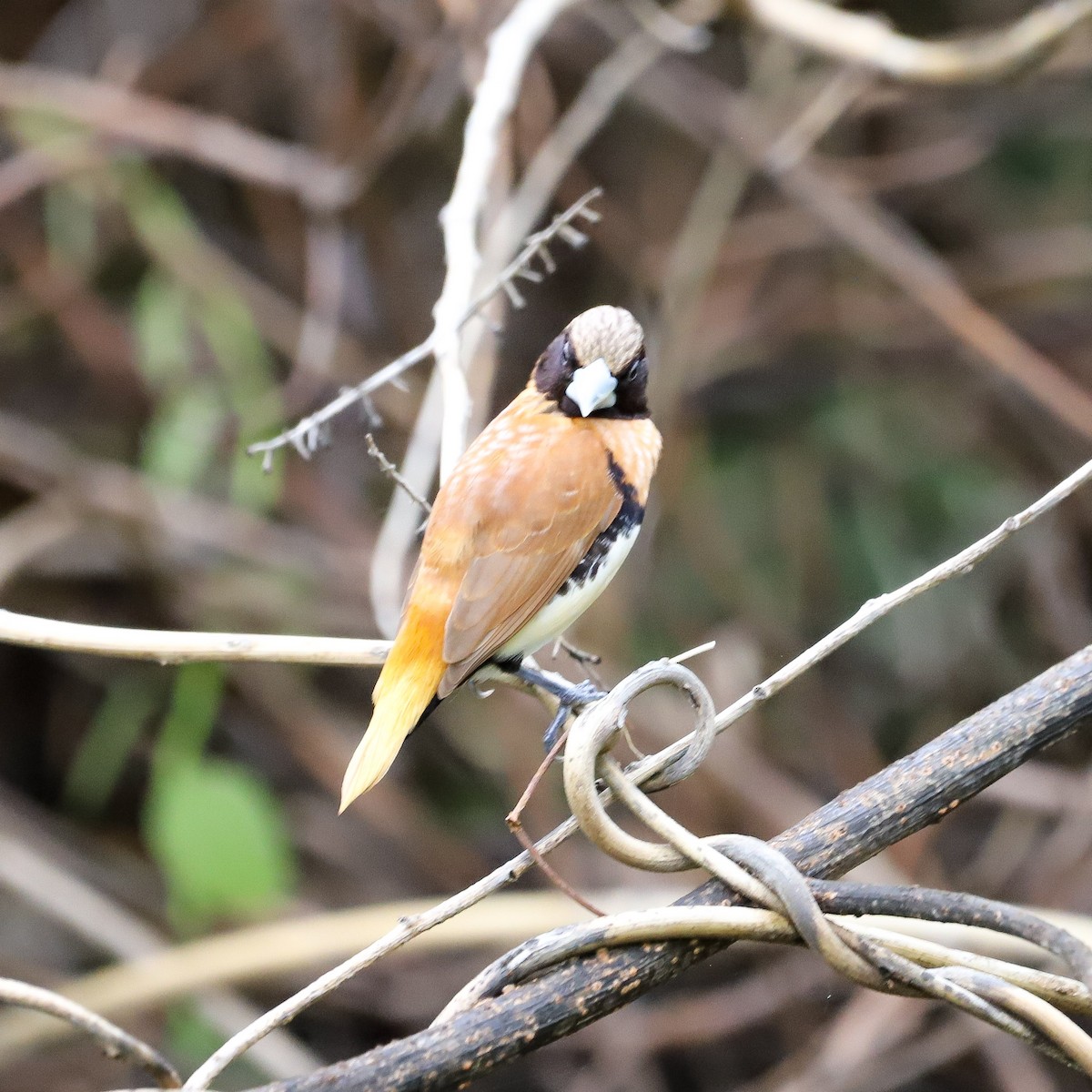 Braunbrustnonne - ML646569729