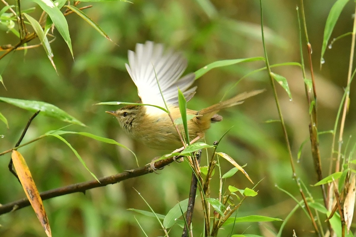 Olivseidensänger - ML646569730