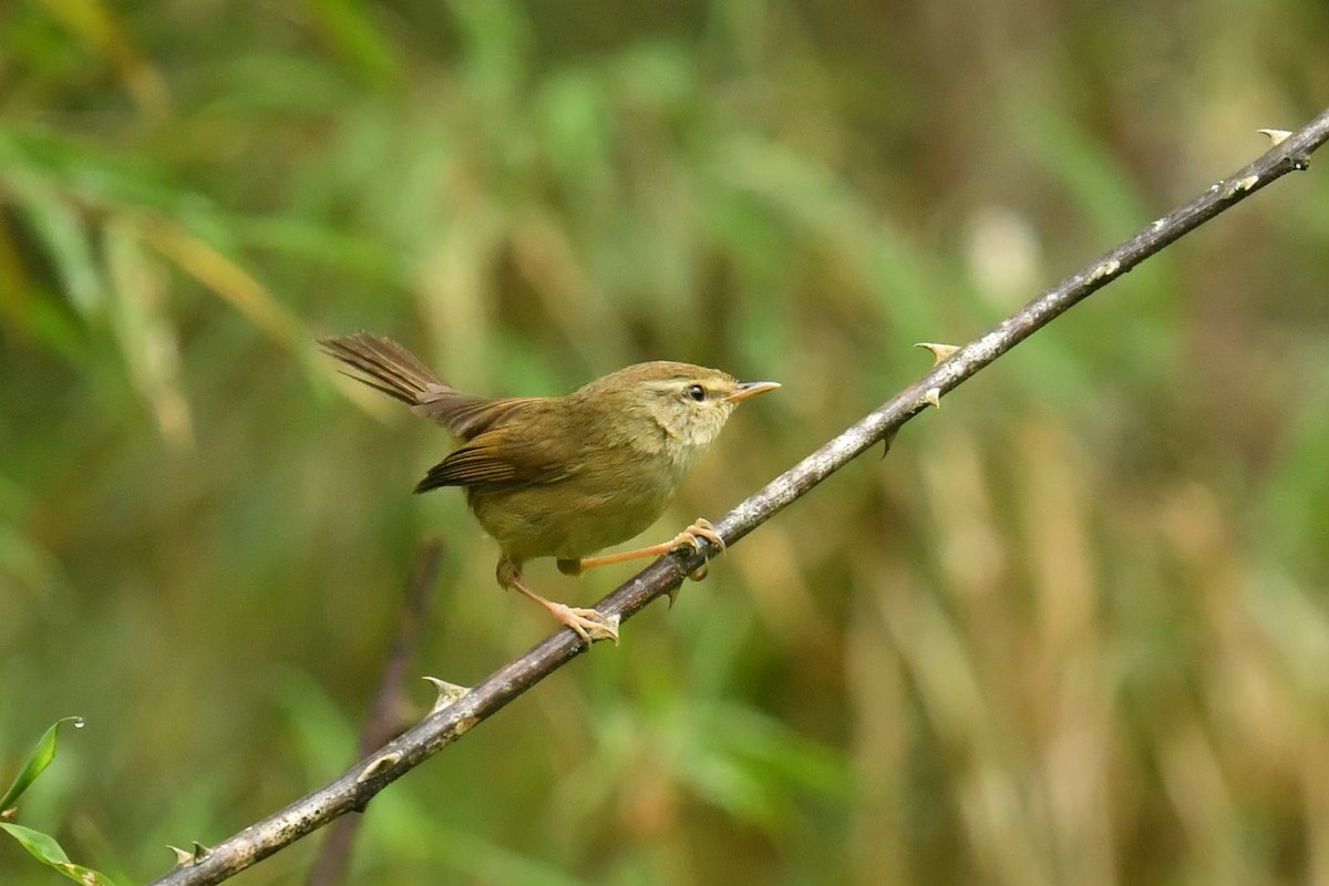 Olivseidensänger - ML646569731