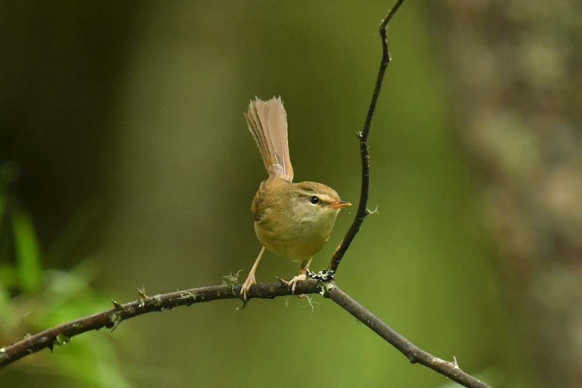 Olivseidensänger - ML646569732