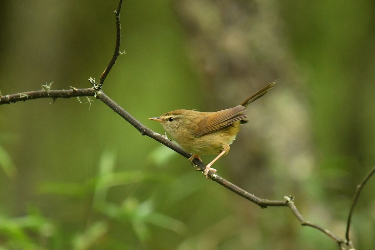 Olivseidensänger - ML646569733