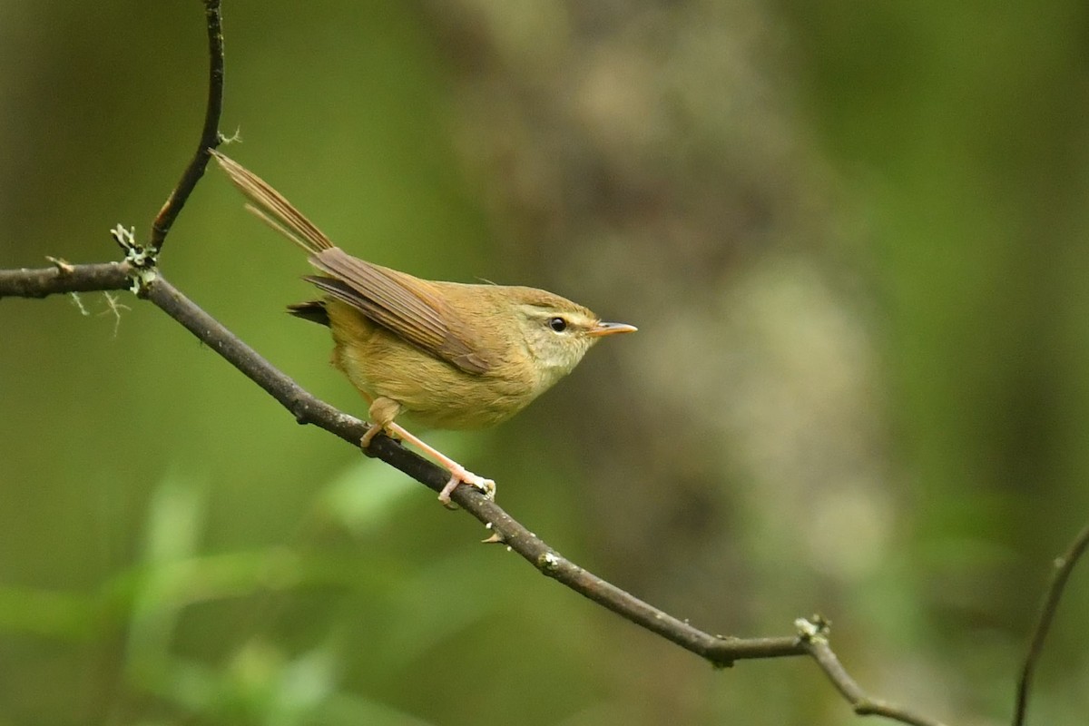 Olivseidensänger - ML646569734