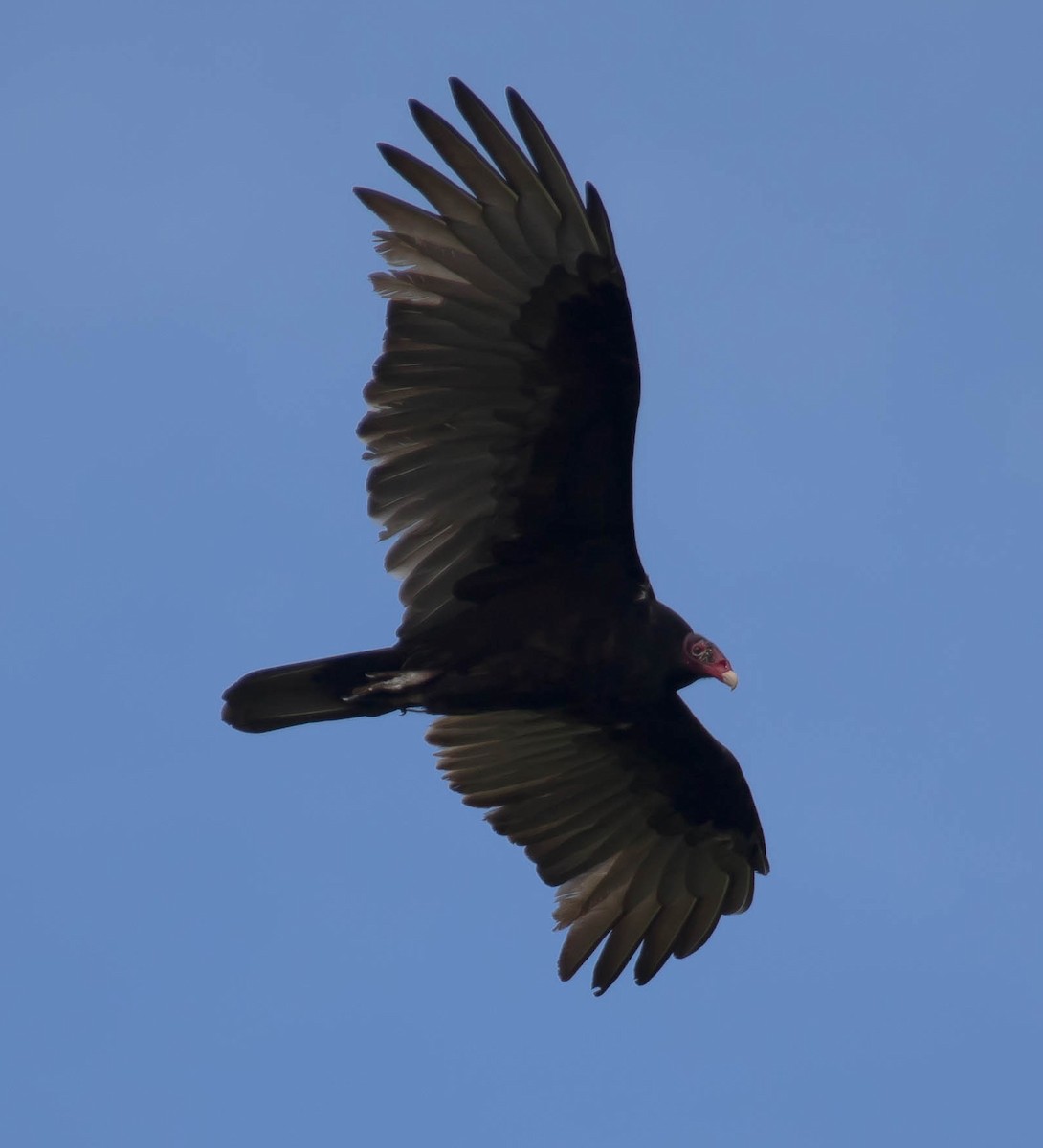 Urubu à tête rouge - ML646569737