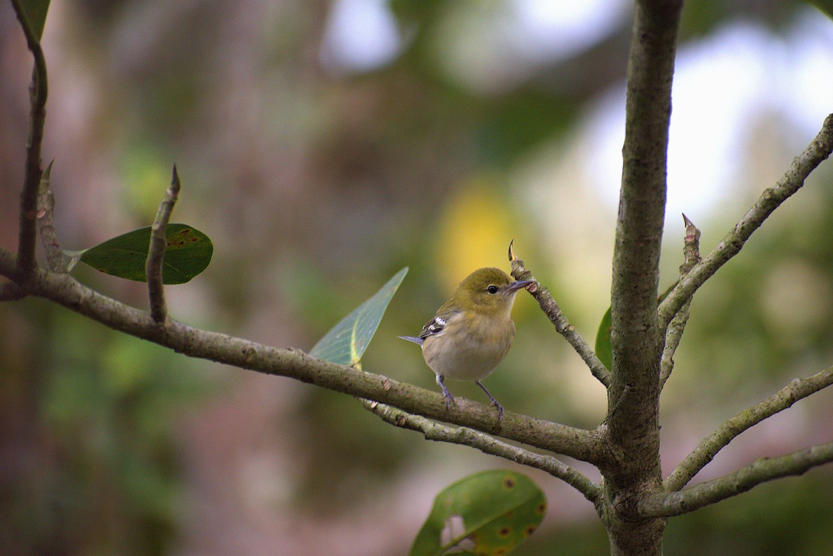 Reinita Castaña - ML646569738