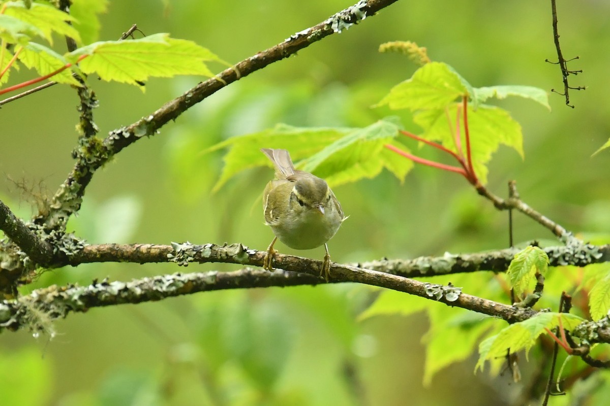 Claudialaubsänger - ML646569742