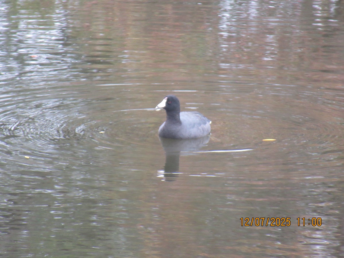 American Coot - ML646569752